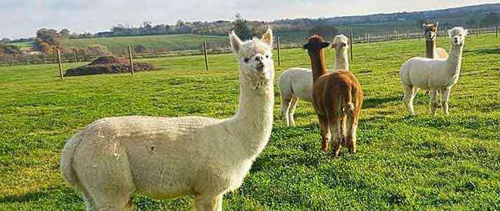 alpacas on stubbs farm