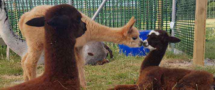 group of alpacas