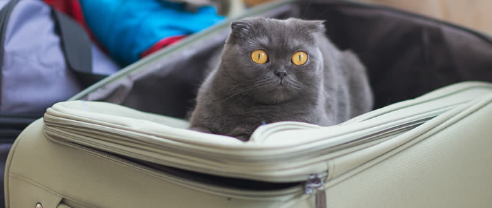 cat in a suitcase