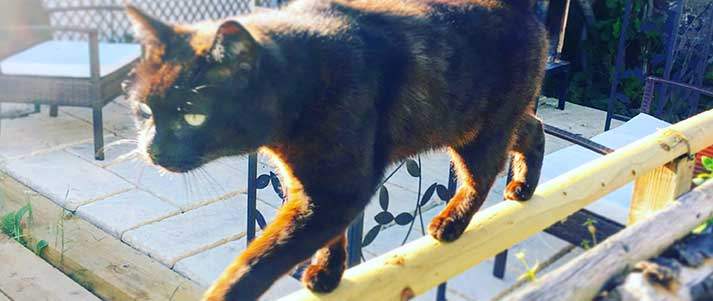 Cat walking along fence