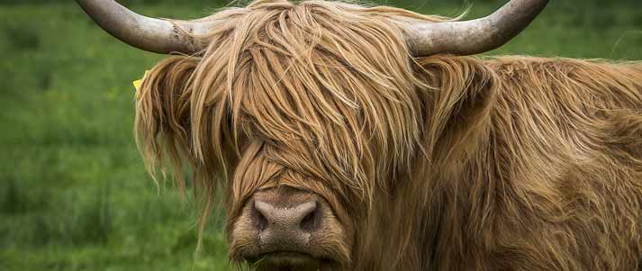 highland cow