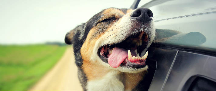 dog sticking head out of a car window