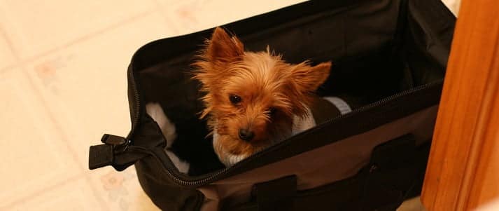 dog in suitcase