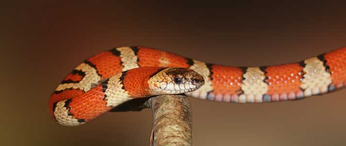 snake on a branch