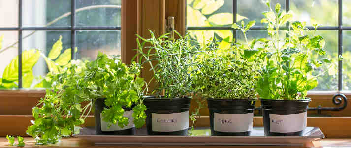 herbs in pots