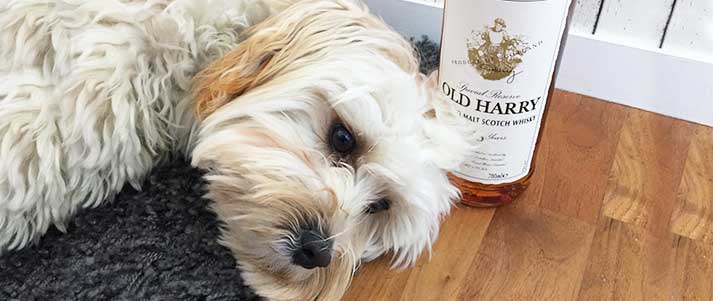 dog near bottle of whiskey