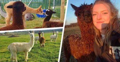 student runs alpaca farm spare time make money