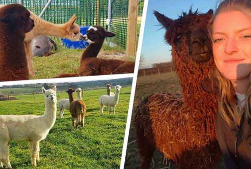 student runs alpaca farm spare time make money