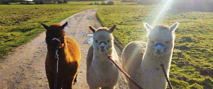 three alpacas on leads